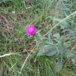 Sa seule fleur, Lucienne Maville-Anku